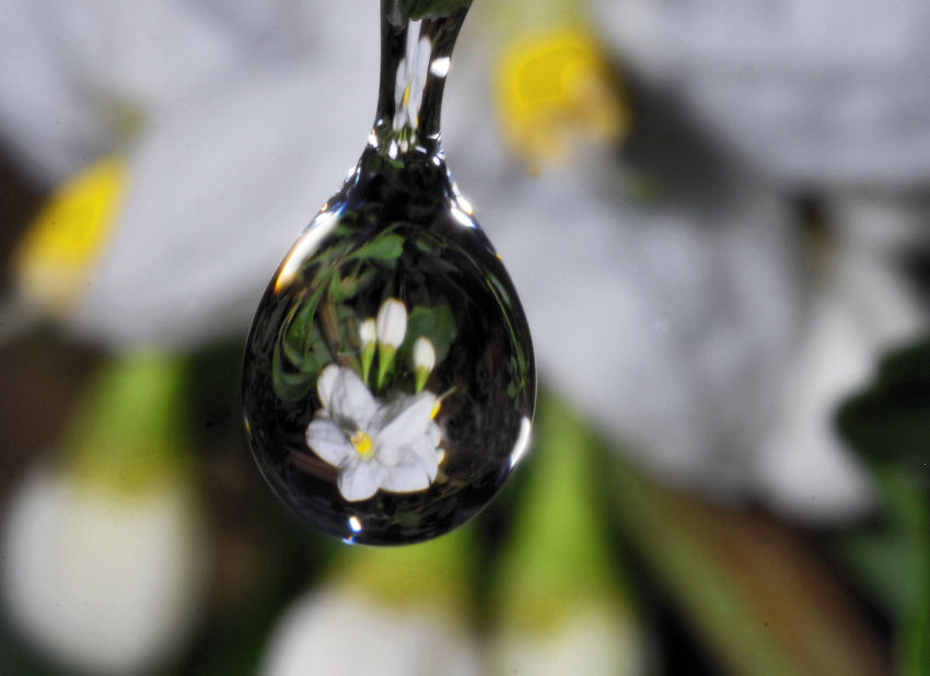 Sfocato......nitido?.....ambedue.....